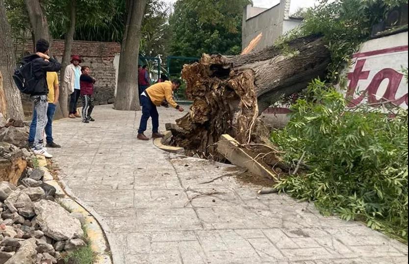 árbol chimal 2