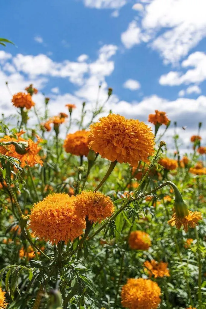 facebook_1760967473803_7386032919244726165