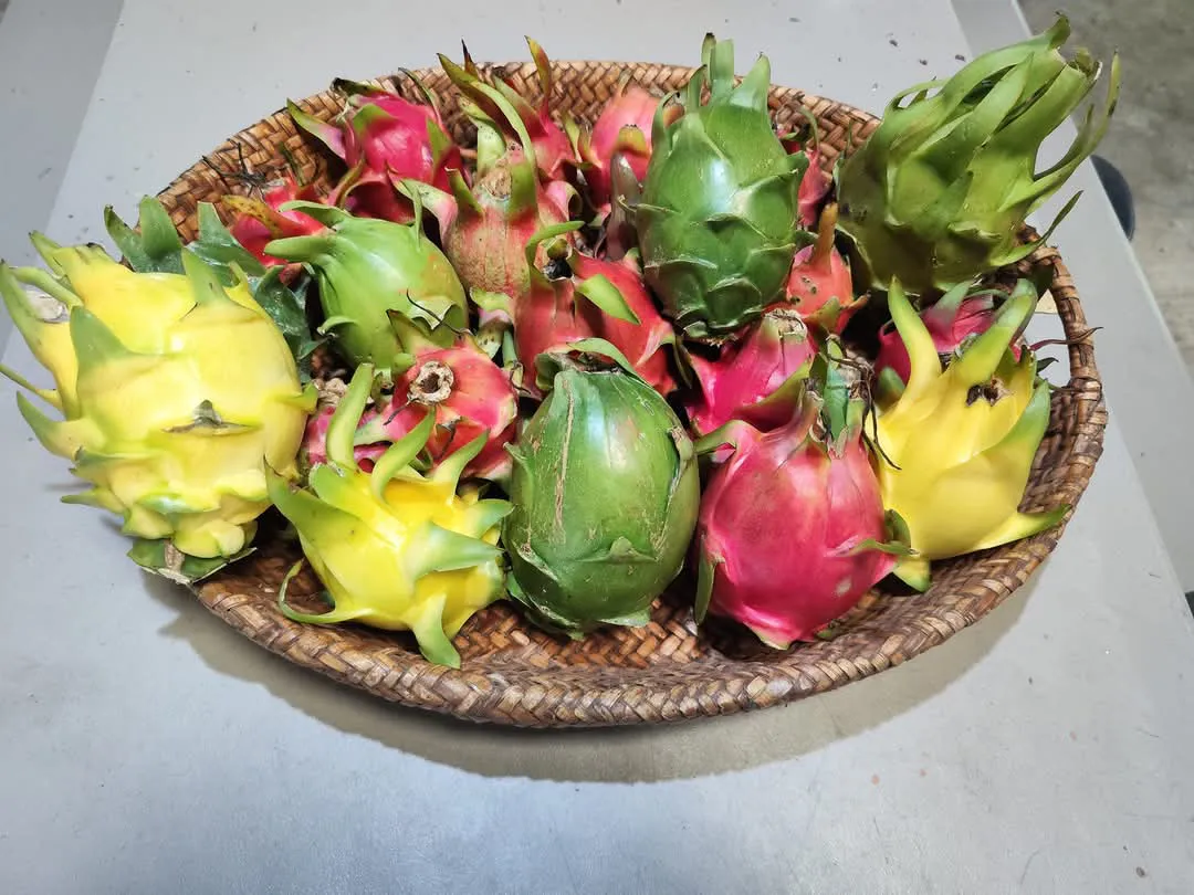 facebook_1739213675543_7294790876184982952