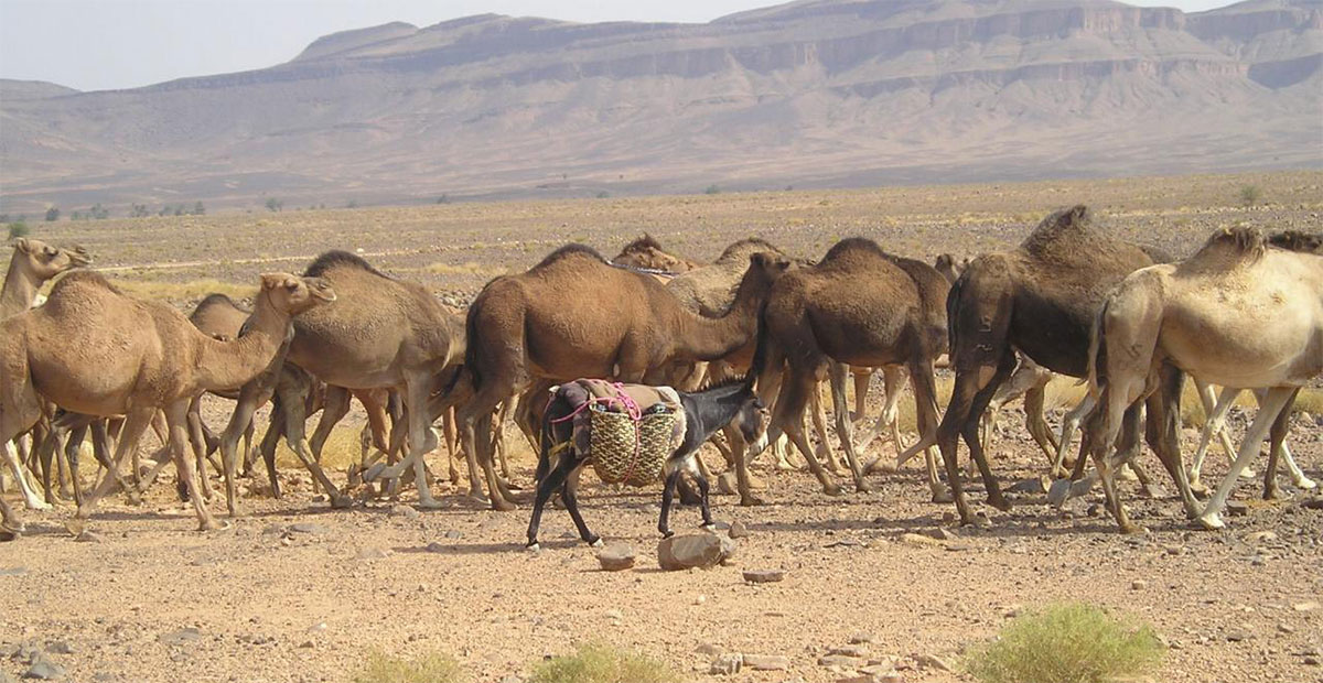 camellos
