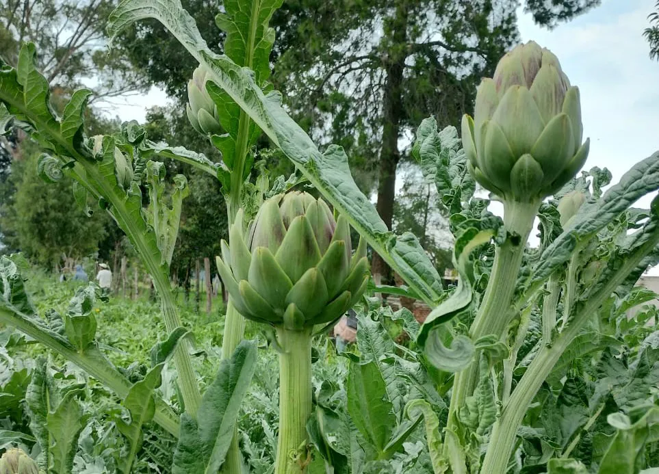 IMG-20250318-WA0005~2