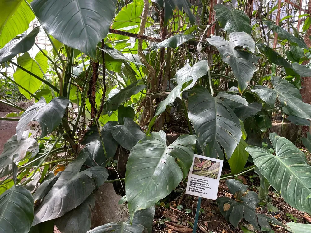 inbound5008468564360631108