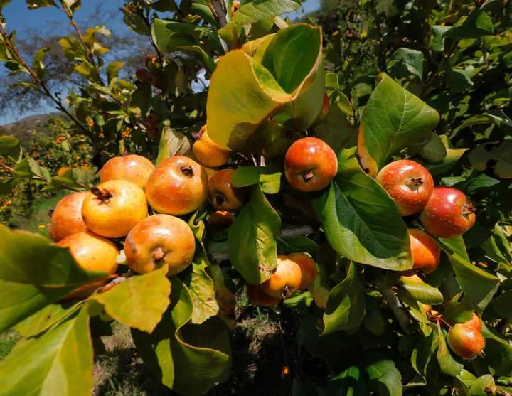 facebook_1728912607742_7251585066304347097