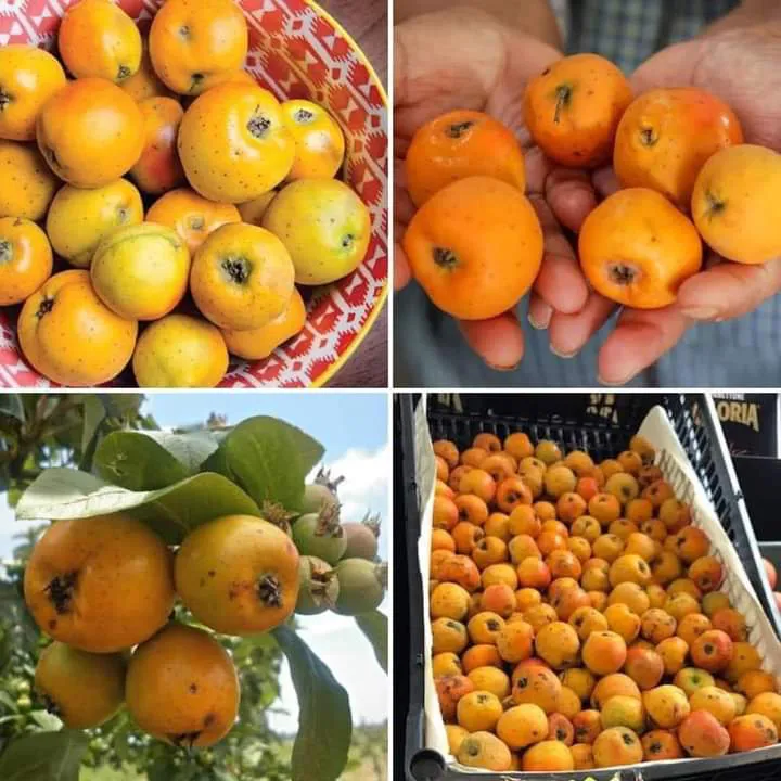 facebook_1730132769816_7256702796973804433