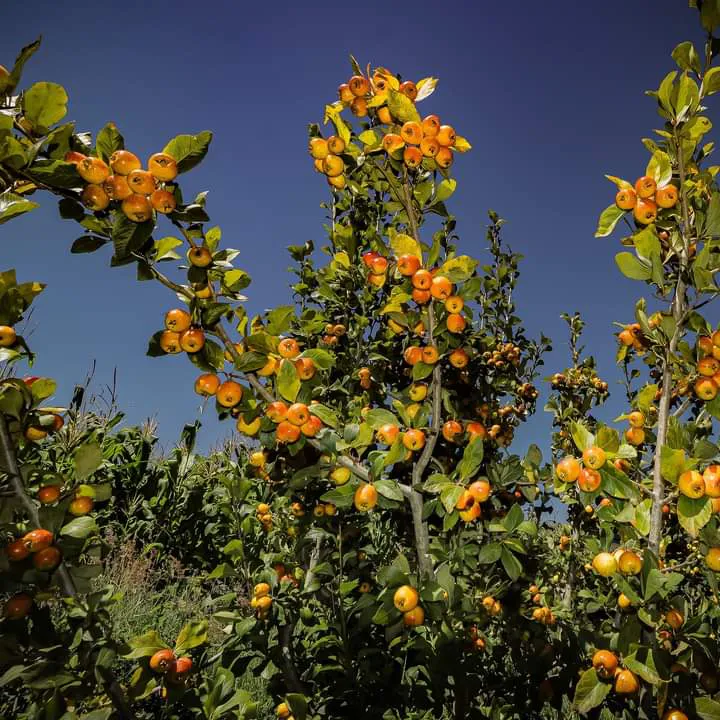 facebook_1728912647527_7251585233174963088