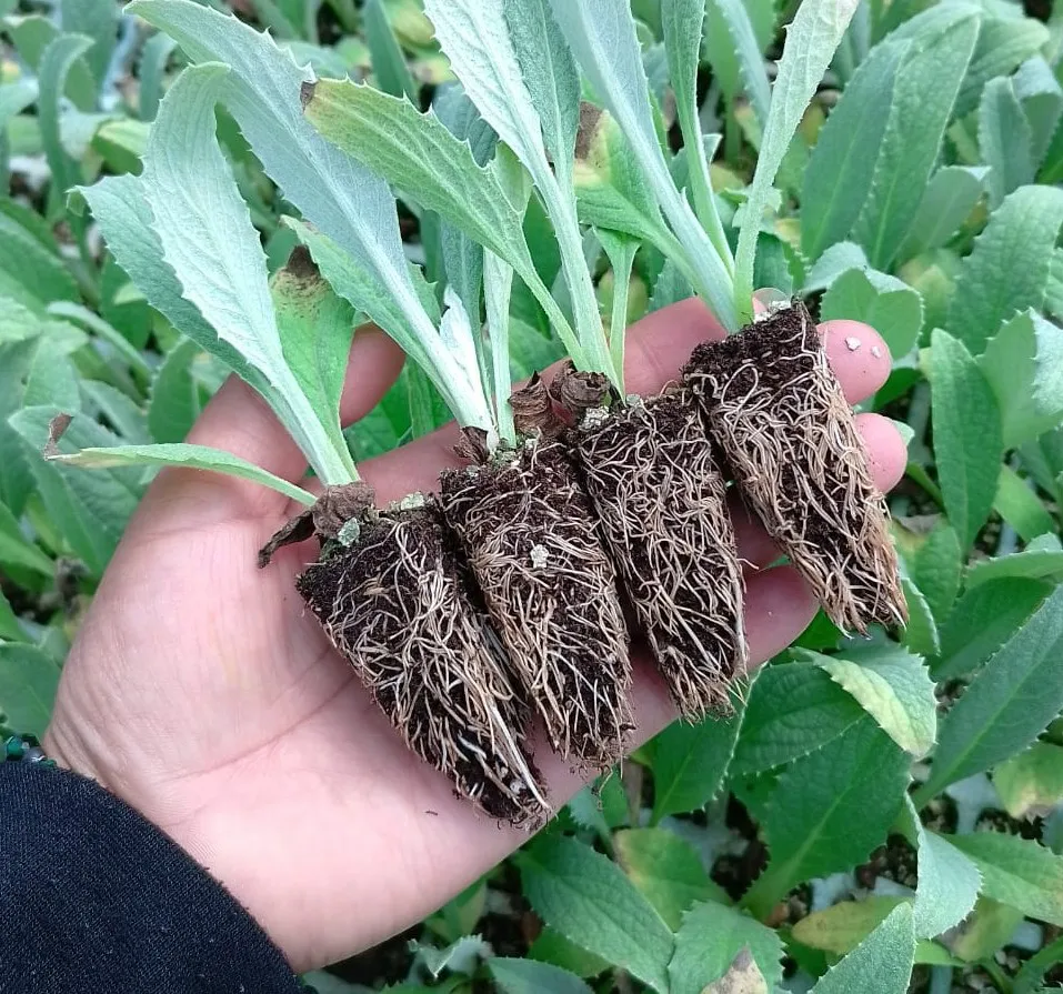 IMG-20250318-WA0006~2